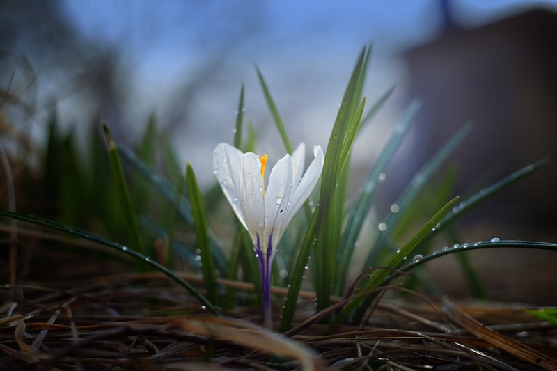 Springtime Freshness