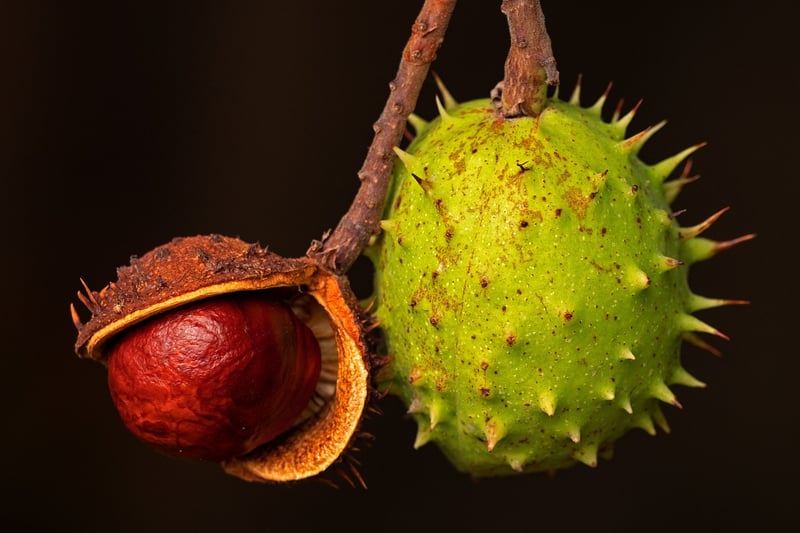 Roasted Chestnuts